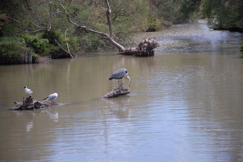 Uccelli della Camargue - 8 - gabbiano comune